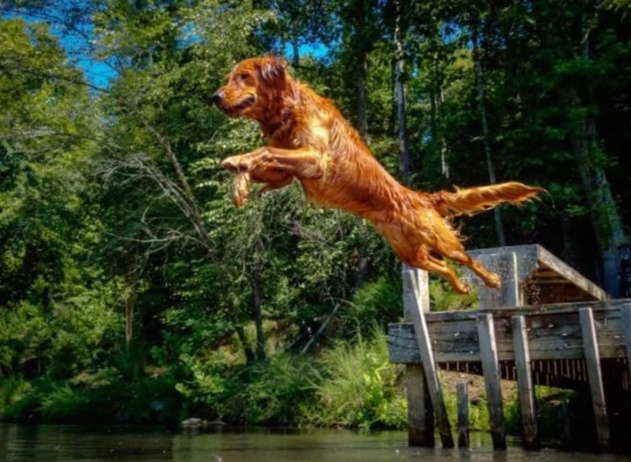 Golden Retriever diving into water