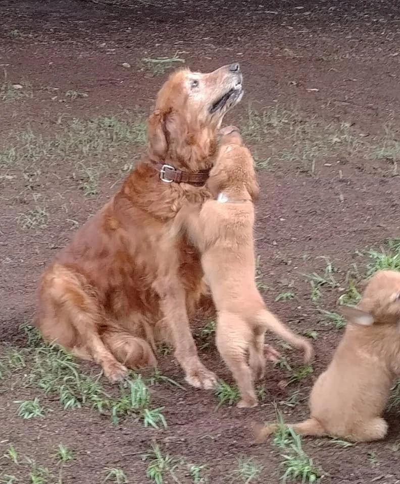 Golden Retriever at the kennel