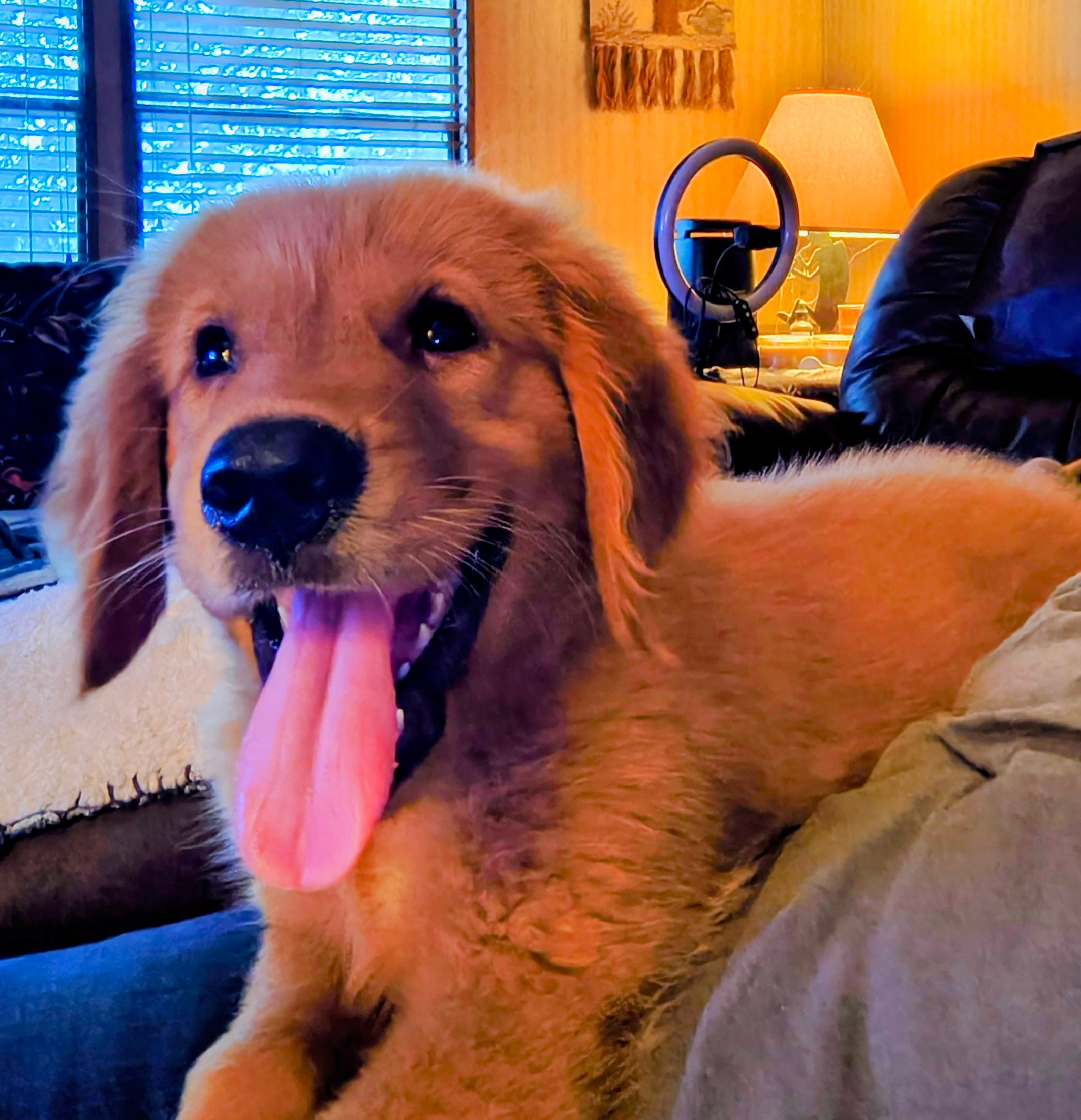 Dolly the Golden Retriever puppy