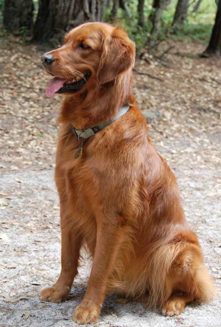 Golden Retriever sitting on gravel path