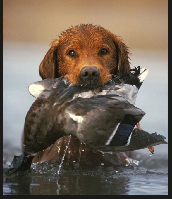 Retriever dog with duck in water