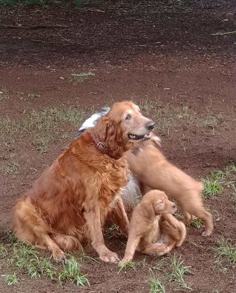 Reviewer dog photo 1