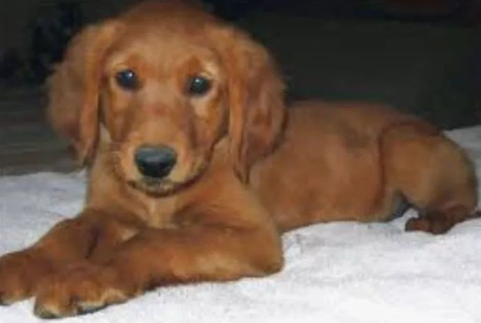 Reviewer dog photo 3